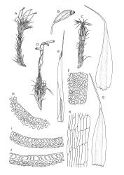 Image: R.C. Wagstaff © Landcare Research 2018 